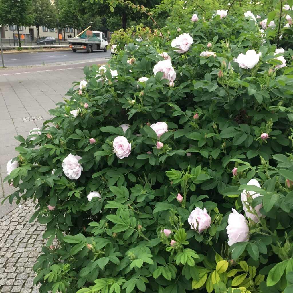 Blühende Heckenrosen