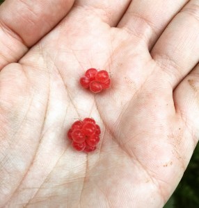 Himbeeren Himbeeren