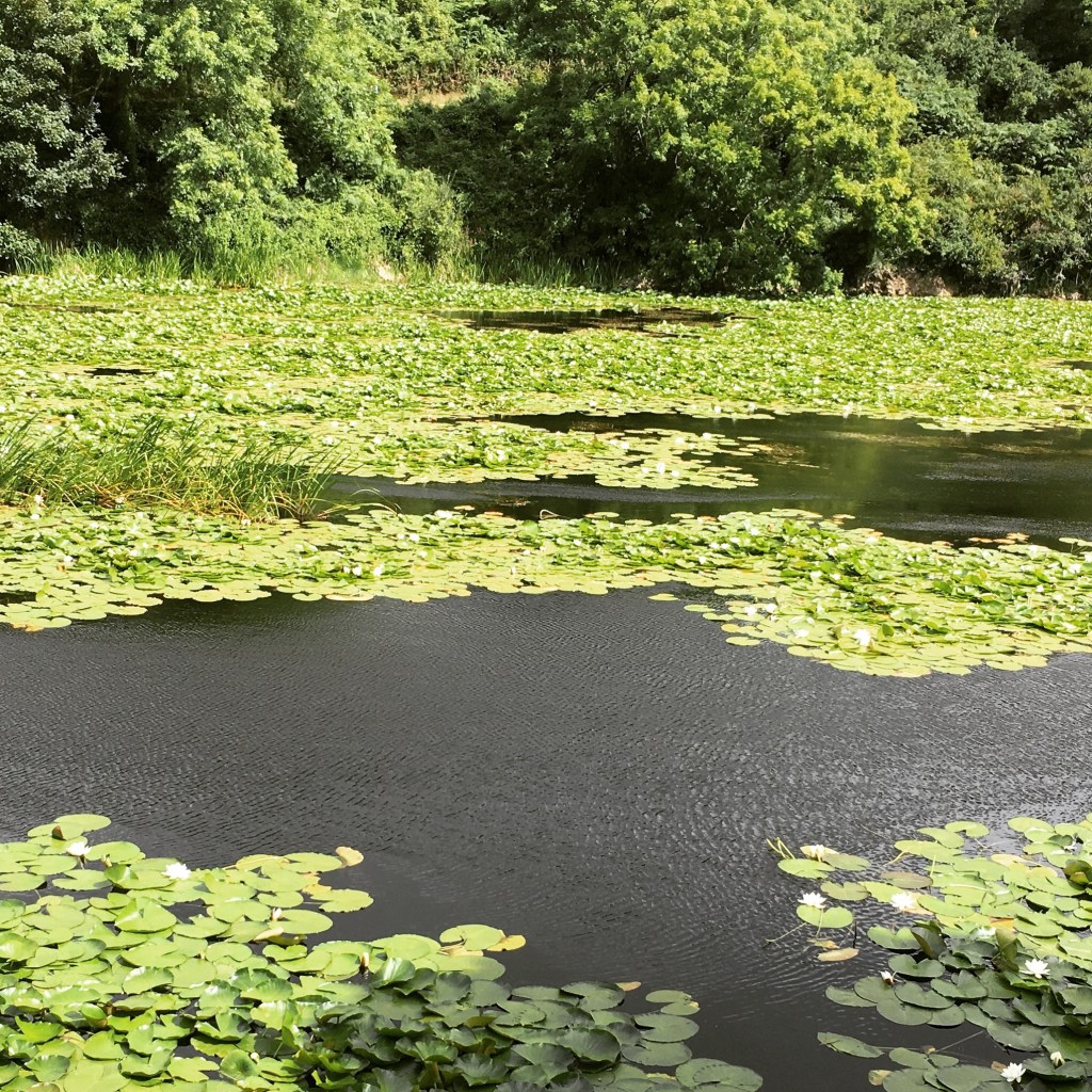 Bosherston Lilyponds Bosherston Lilyponds