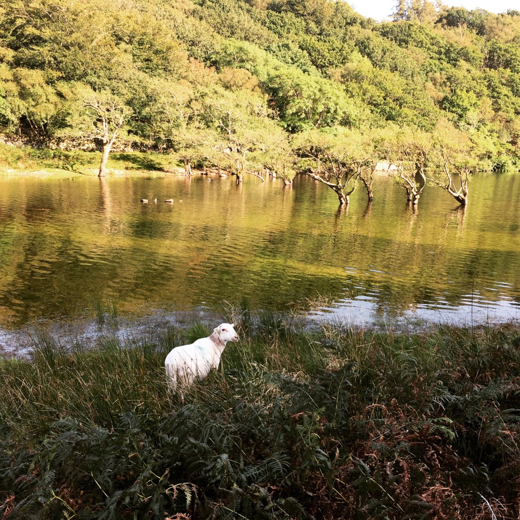 Schaf an See Schaf an See