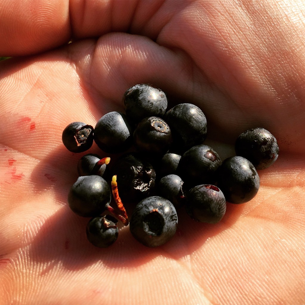 Blaubeeren Blaubeeren