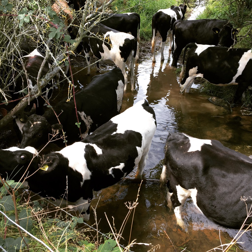 Badestiere Badestiere