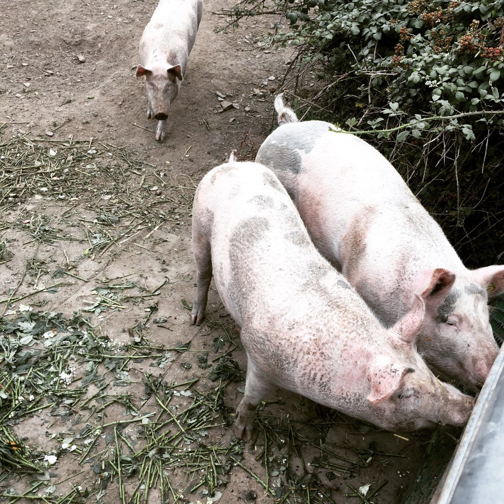 Schweinebande Schweinebande